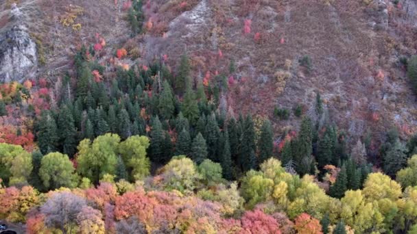 Luftaufnahme Von Bunten Bäumen Den Bergen — Stockvideo