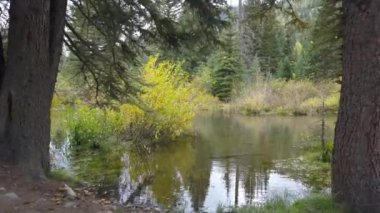 Güzel ormanda dağ nehri, Abd