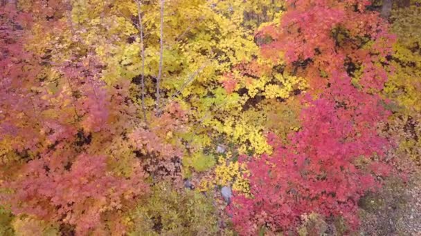 Vue Aérienne Arbres Colorés Dans Les Montagnes — Video