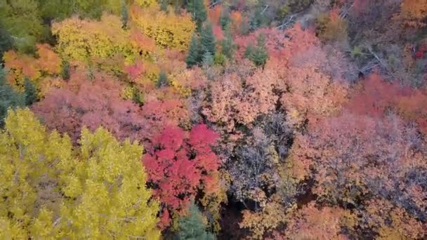 Εναέρια Θέα Των Πολύχρωμων Δέντρων Στα Βουνά — Αρχείο Βίντεο