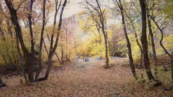 Weg Bos Met Kleurrijke Bomen — Stockvideo