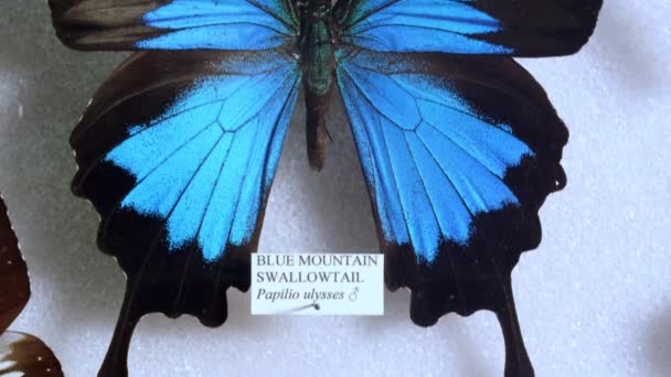 Colección Hermosas Mariposas Museo Zoológico — Vídeo de stock