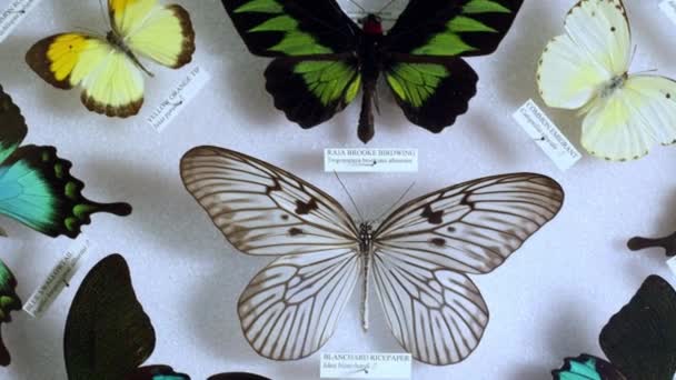 Colección Hermosas Mariposas Museo Zoológico — Vídeo de stock