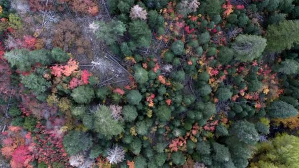 Vista Aérea Árboles Coloridos Las Montañas — Vídeos de Stock