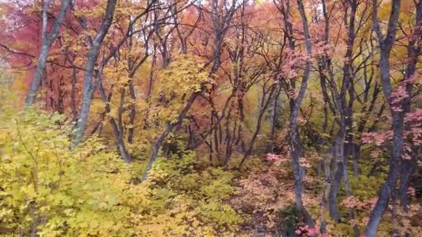 山中五颜六色的树木鸟瞰图 — 图库视频影像
