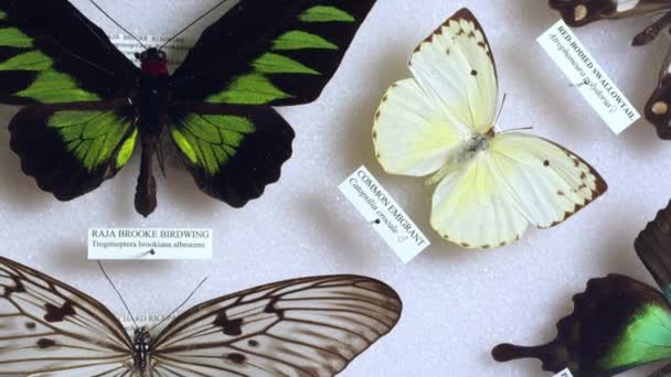 Colección Hermosas Mariposas Museo Zoológico — Vídeo de stock