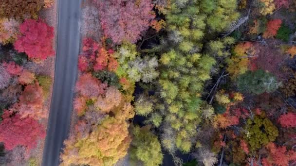 숲속의 형형색색의 나무가 산속도로의 조감도 — 비디오