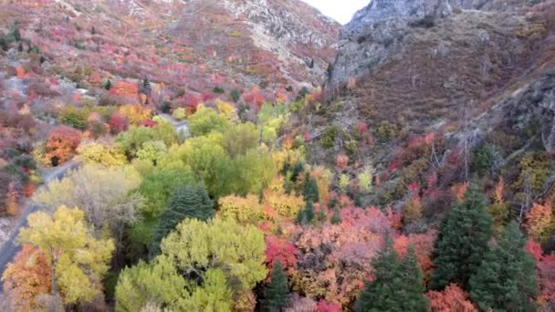 Ormanda Renkli Ağaçlar Ile Dağlarda Yolun Havadan Görünümü — Stok video