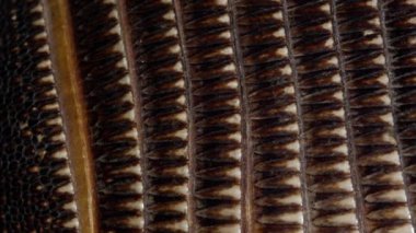 Tarihi müzede eski ahşap nesne