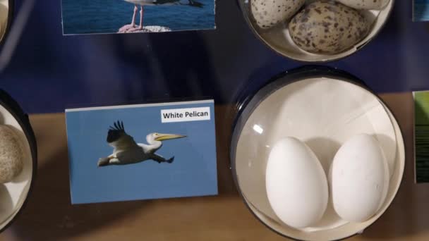 动物博物馆中不同鸟类的卵子收藏 — 图库视频影像