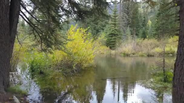 Rivière Montagne Dans Une Belle Forêt États Unis — Video