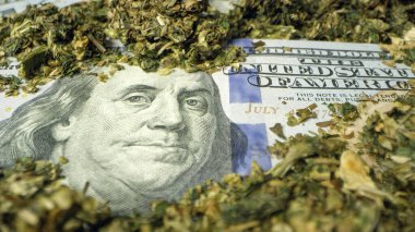 100 dollar bill covered with marijuana in macro view. clipart