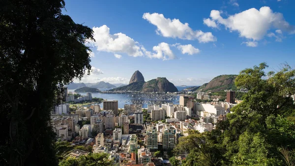 Rio de Janeiro 'daki Sugarloaf Dağı yamaçtaki ağaçların arasına bakıyor..