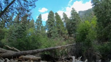 Utah dağlarındaki kanyonda akan şelaleyi görmek için çam ağaçlarından eğildim..