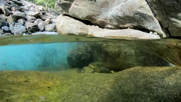Split Widok Pod Krystalicznie Czystej Wody Płynącej Rzece Tęczowym Pstrągiem — Wideo stockowe