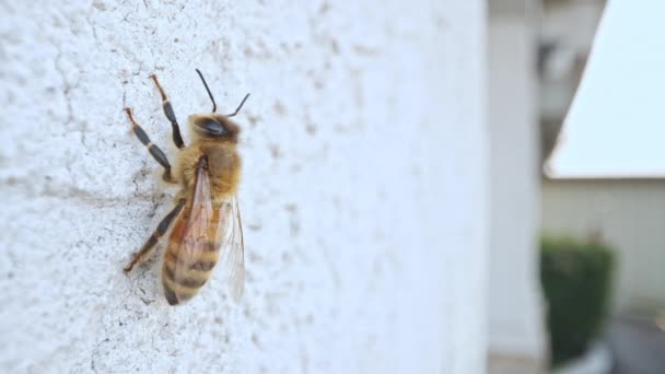 Medová Včela Odpočívá Stěně Když Kolem Prochází Člověk Otáčí Němu — Stock video
