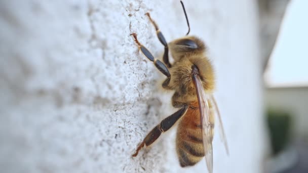 Honingbij Een Muur Als Het Rust Macro View Begint Bewegen — Stockvideo