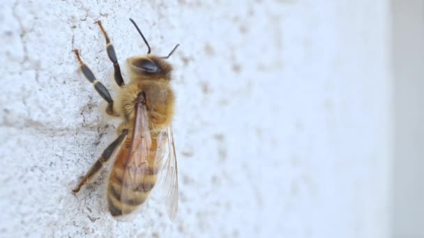 在宏观视野中 一只蜜蜂在墙上休息 用探头镜头射击 — 图库视频影像