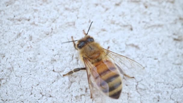 Pohled Zblízka Včelu Procházející Bílým Povrchem Sondou — Stock video