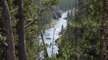 Yellowstone Ulusal Parkı 'ndaki Gibbon Nehri' nin rüzgarında esen ağaçlara bakın..