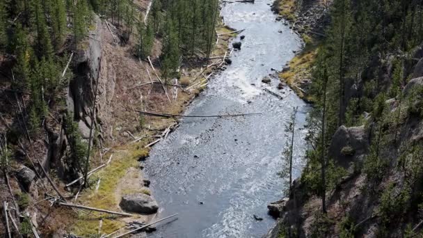 Gibbon River Flowing Yellowstone National Park Looking Downstream — Stock Video