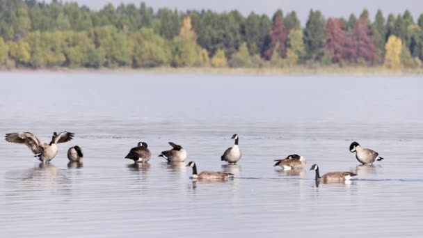 Husy Stojící Mělké Vodě Zatímco Ostatní Plavou Před Nimi Jezeře — Stock video