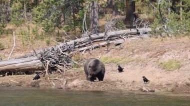 Boğa geyiğinin başında dikilen boz ayı Yellowstone nehri boyunca toprağa gömülmüş kuzgunlar leşi temizlemeye çalışırken.