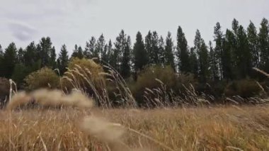 Çayırlarda rüzgarda savrulan uzun altın çimler arasında geziniyorum..