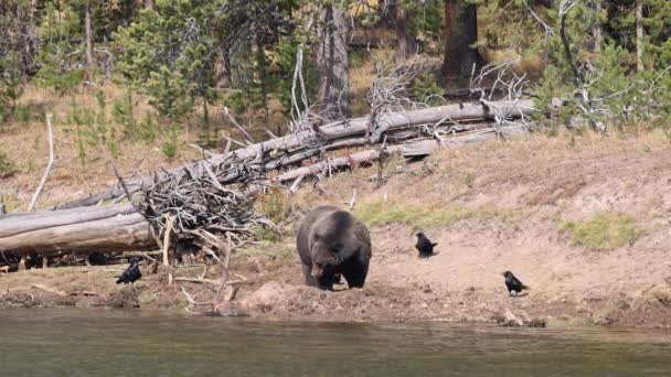 Beruang Grizzly Berdiri Atas Rusa Banteng Membunuh Dikuburkan Tanah Sepanjang — Stok Video