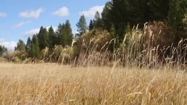 Сонячний День Монтані Вітер Дує Золотою Травою Повільному Русі — стокове відео