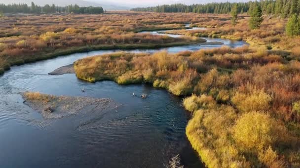 Latanie Nad Madison River Przez Złotą Szczotkę Świecącą Jesienią — Wideo stockowe