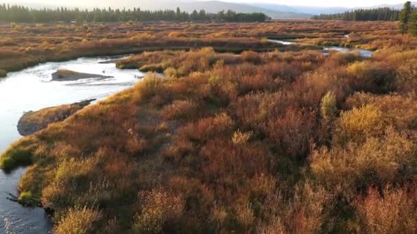 秋天的时候 沿着西黄石公园的麦迪逊河飞过五彩斑斓的灌木丛 — 图库视频影像