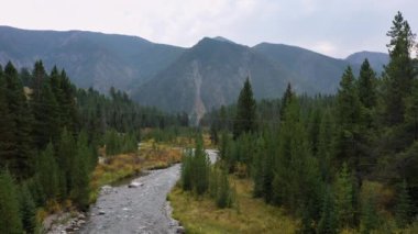 Madison Nehri üzerinde yükselen hava manzarası Montana 'nın içinden geçen bir çam ağacı ormanında kıvrılıyor..