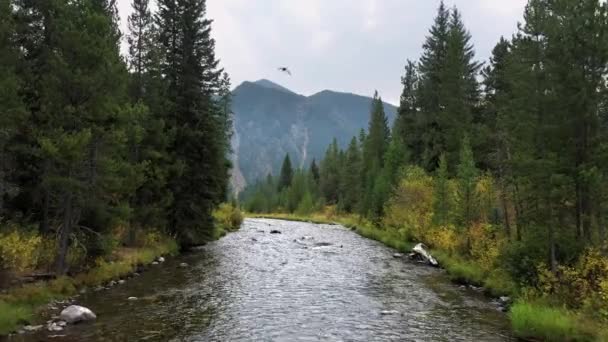 Létání Proudu Přes Řeku Madison Mezi Stromy Březích Vody Montaně — Stock video