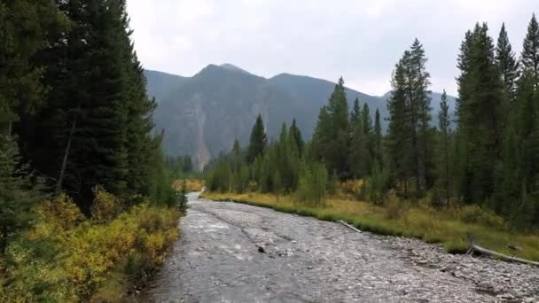 Létání Řece Madison Vinoucí Lesem Montaně Výhledem Hory — Stock video