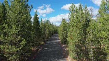 Batı Yellowstone Montana 'daki sık çam ağaçlarının arasından toprak yola dökülüyor..