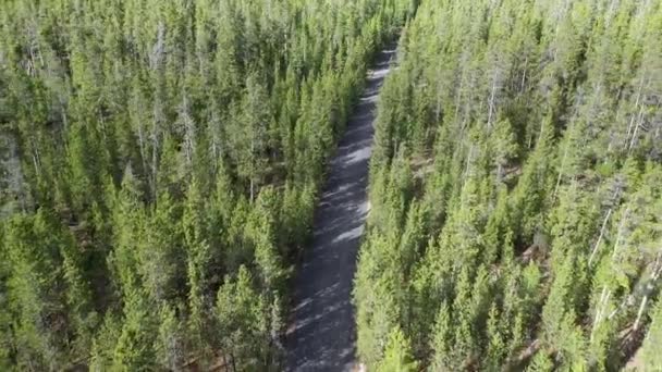 Latanie Nad Sosnowym Lasem Oglądanie Drogi Cięcia Przez Grube Drzewa — Wideo stockowe
