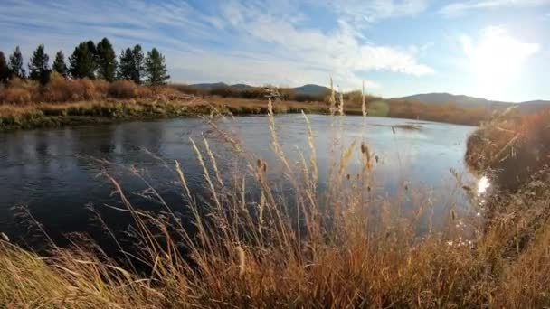 蒙大拿州阳光明媚的日子里 麦迪逊河沿岸的风吹着青草 — 图库视频影像