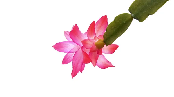 kaktüs çiçeği beyaz zemin üzerine