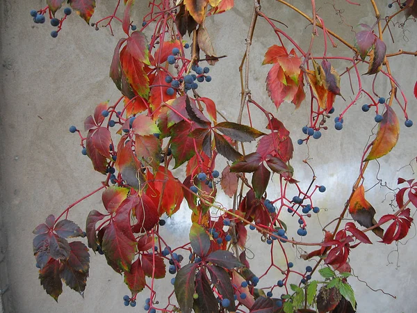 yabani üzüm alacalı yapraklarının beton duvar arka plan üzerinde