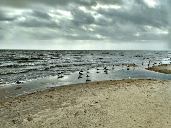 Shore Sanderling Birds Cloudy — Stock Photo, Image