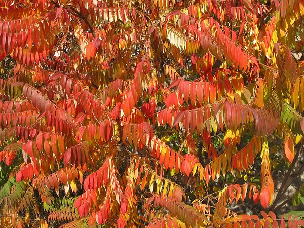 Sonbahar staghorn sumak ağacı. Motley yaprakları