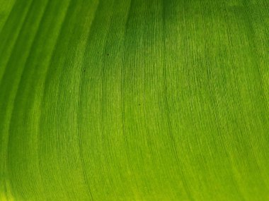 Taze yeşil muz yaprağı botanik detay.