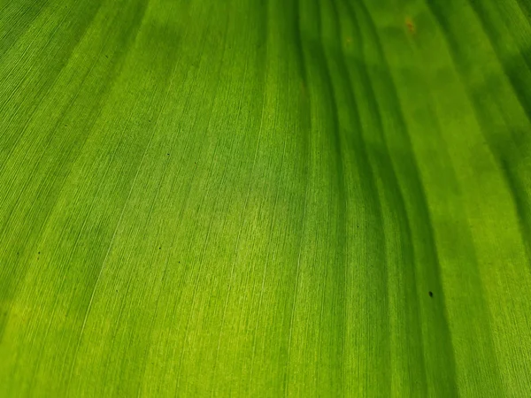Détail Fermé Feuille Banane Botanique Fraîche Verte Afficher Ligne Texture — Photo