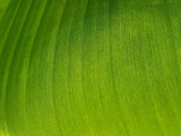 Détail Botanique Feuille Banane Verte Fraîche — Photo