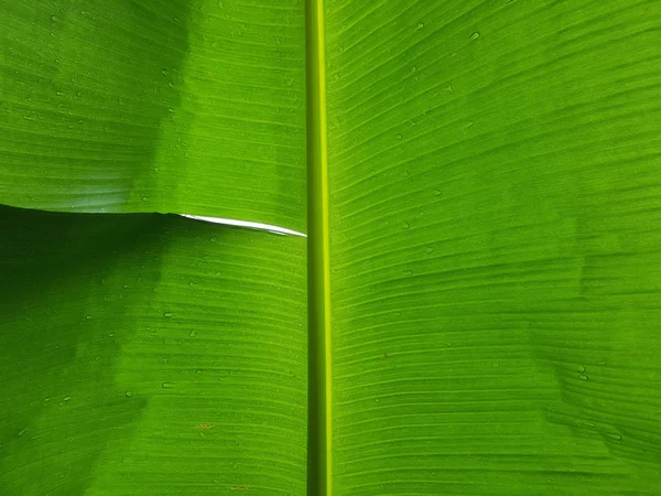 Vert Frais Fermé Feuille Banane Avec Une Goutte Eau — Photo