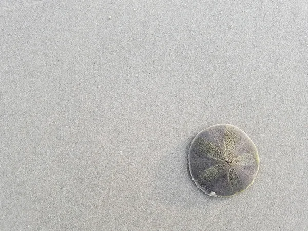 Alive sand dollar on white sand beach
