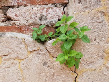 Antik Bina kırık üzerinde büyüyen bitki