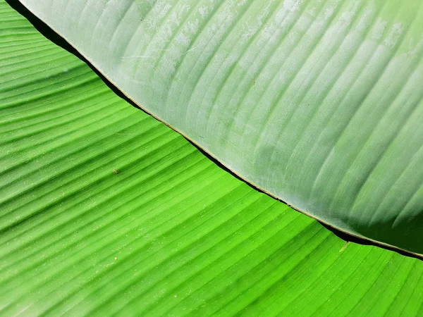 Зеленые Банановые Листья Приготовленные Украшения Еды — стоковое фото