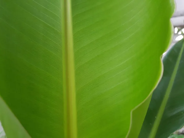 Банановое Дерево Закрытое Листа — стоковое фото